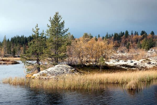 Заветные сосенки на озере между Мурманском и Видяево