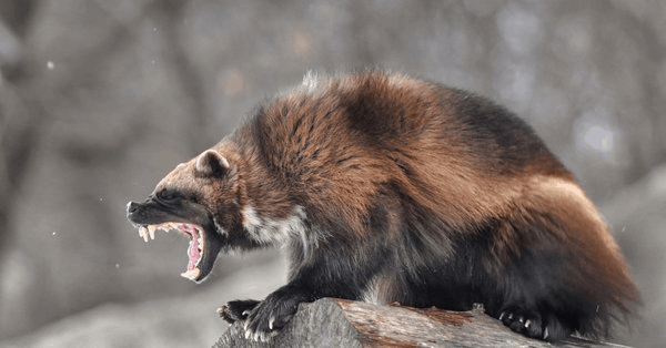 Росомаха – маленький, но свирепый медведь